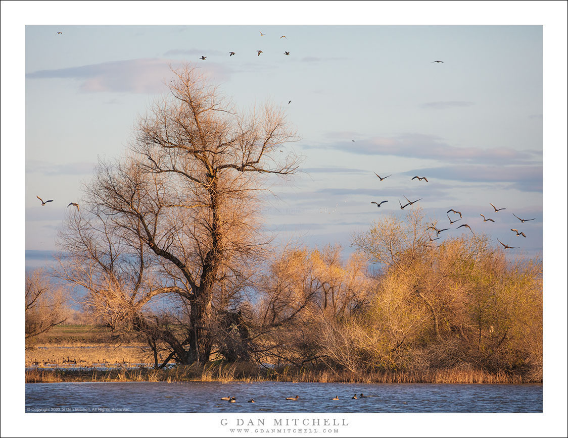 Winter Birds, Dormant Trees