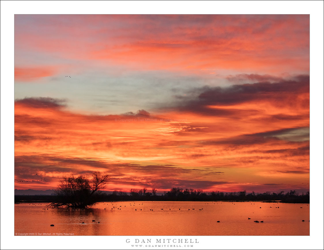 Winter Wetlands, Before Sunrise