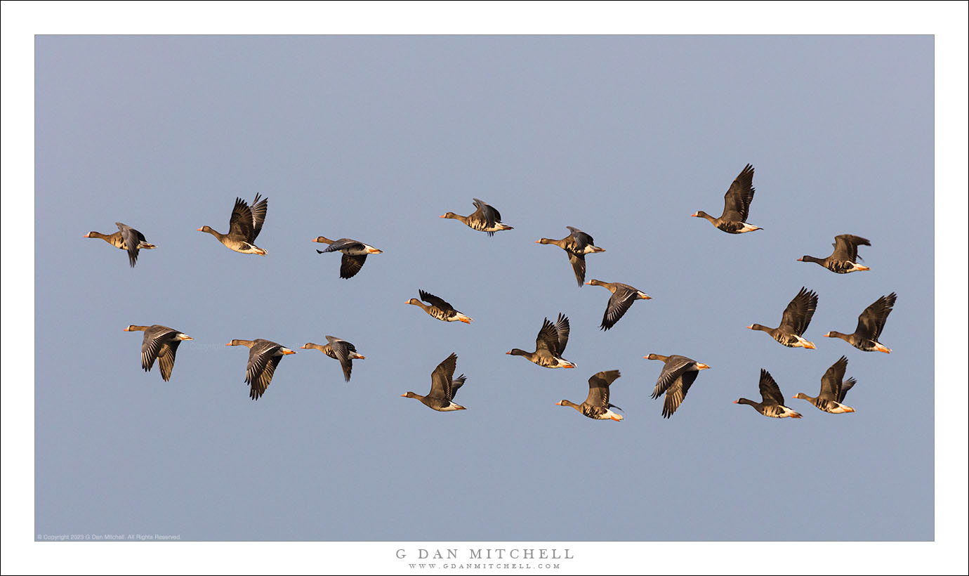 White-Fronted Geese in Flight