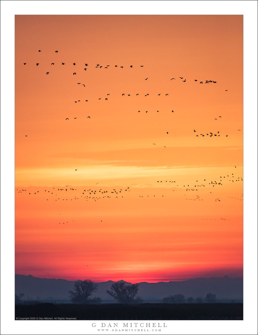 Geese, Before Sunrise