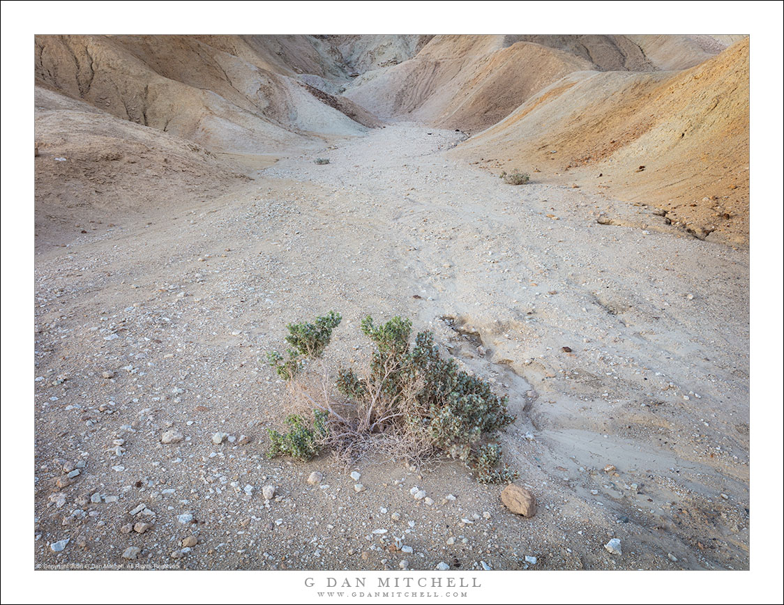 Desert Holly, Badlands Wash