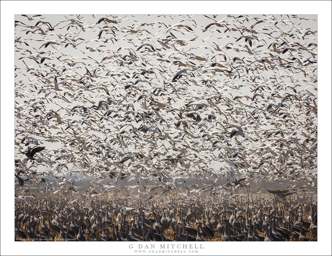 Late Winter Flocks