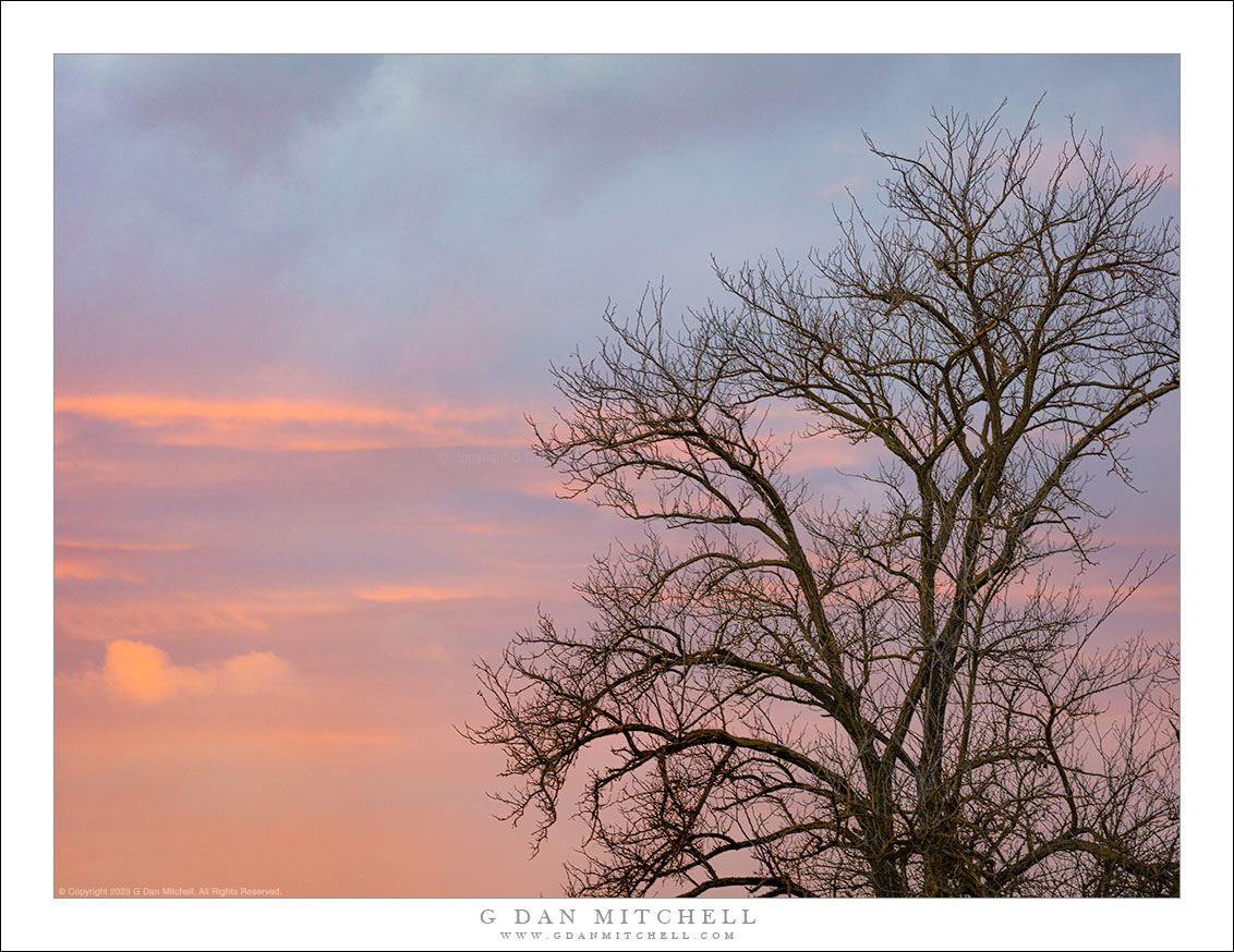 Winter Tree, Evening Sky