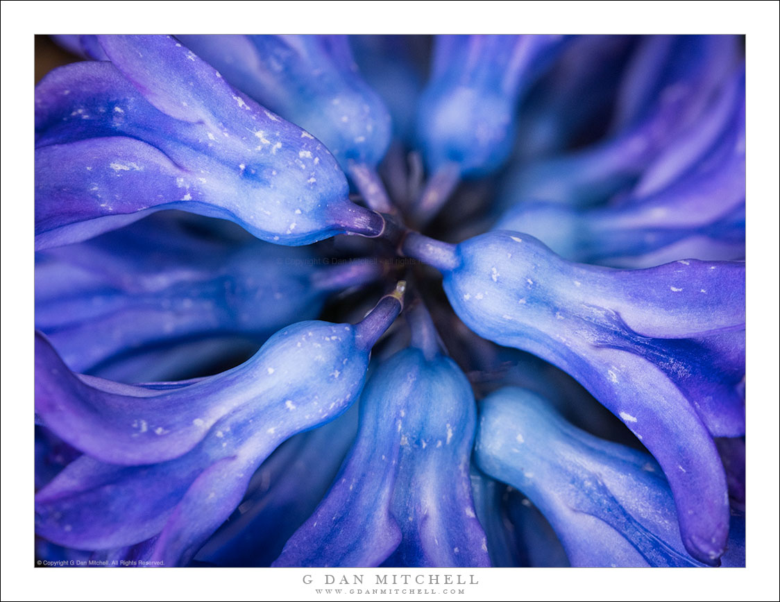 Blue Hyacinth