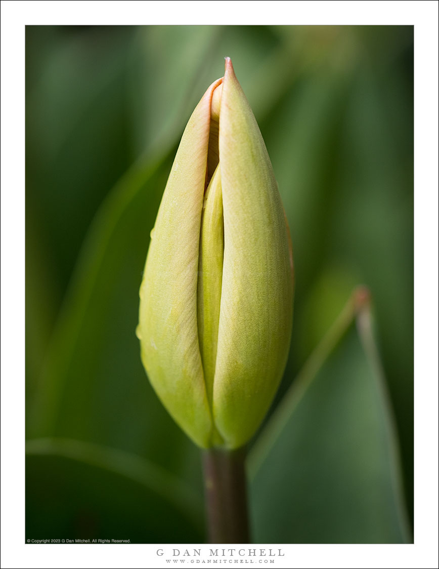 Emerging Tulip