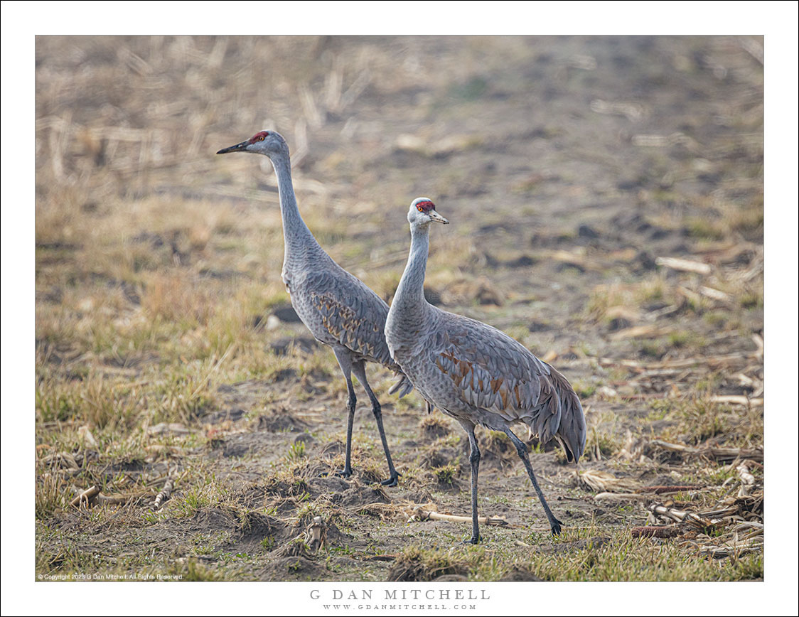 Lesser Sandhill Cranes