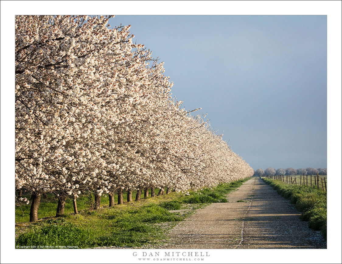 Orchard in Bloom, Country Road