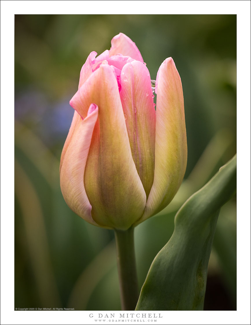 Tulip and Dew