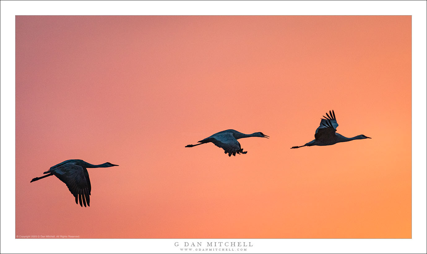 Three Cranes, Sunrise Sky