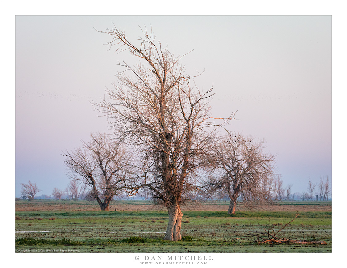 Three Winter Trees at Sunrise