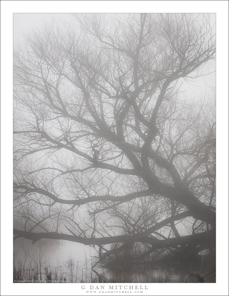 Winter Tree and Pond