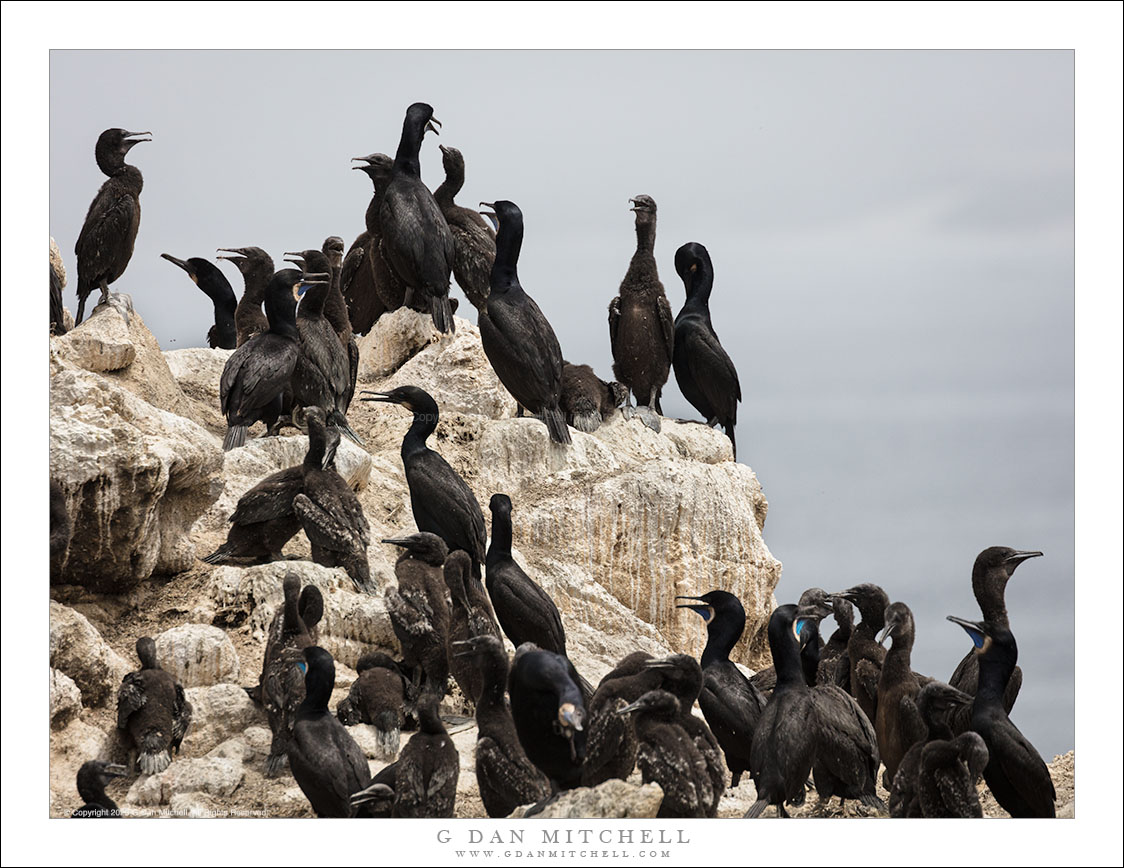 Colonie de cormorans II