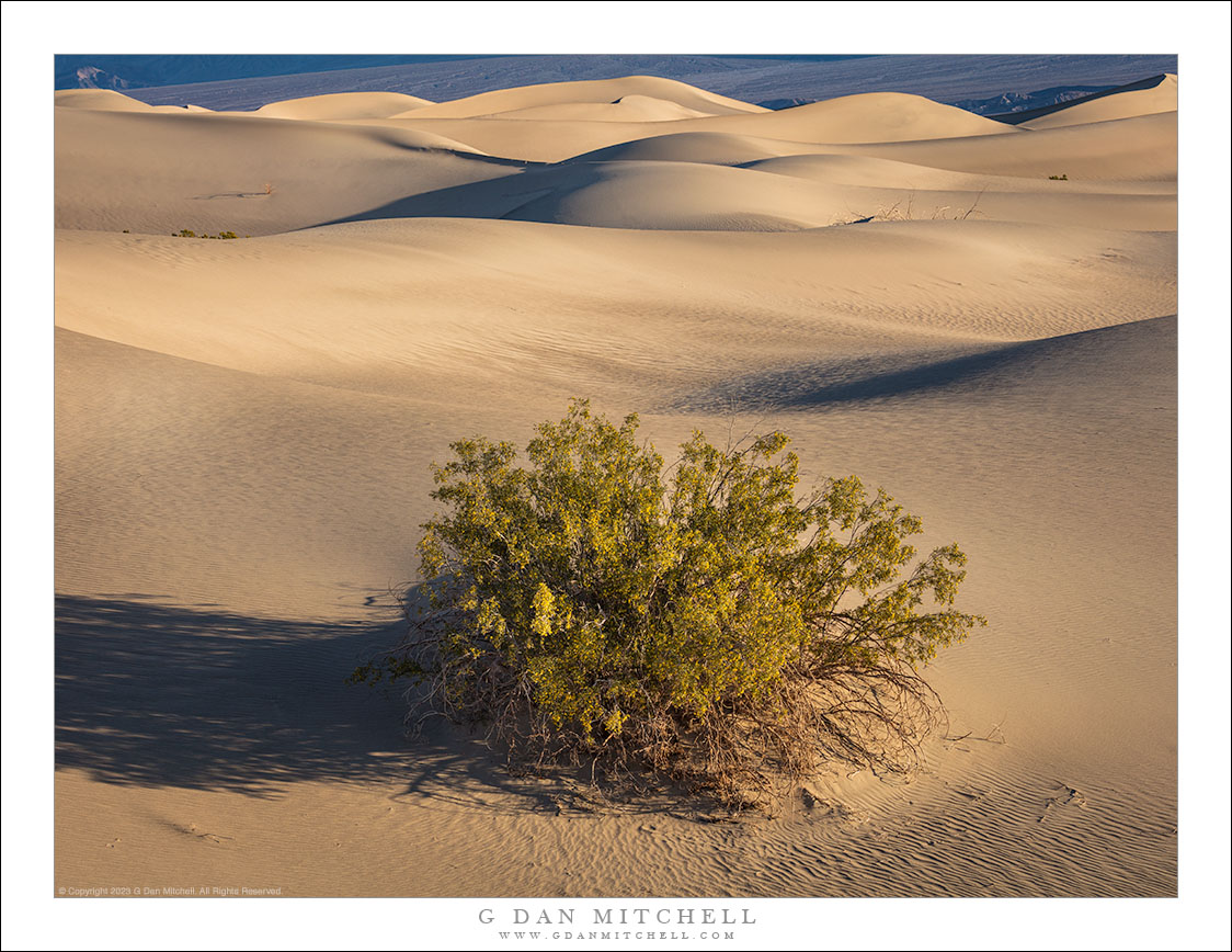 Buisson de créosote et dunes
