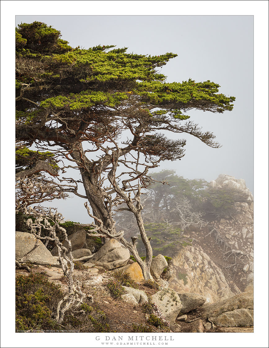 Cyprès de Monterey, dégagement du brouillard