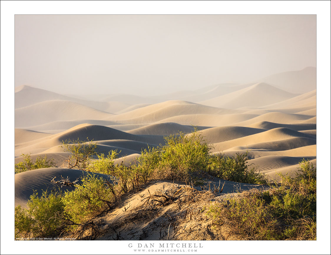 Dunes, Plants, Sand Storm