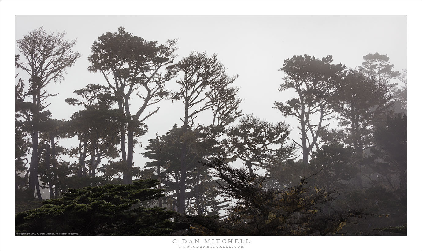 Forêt côtière et brouillard