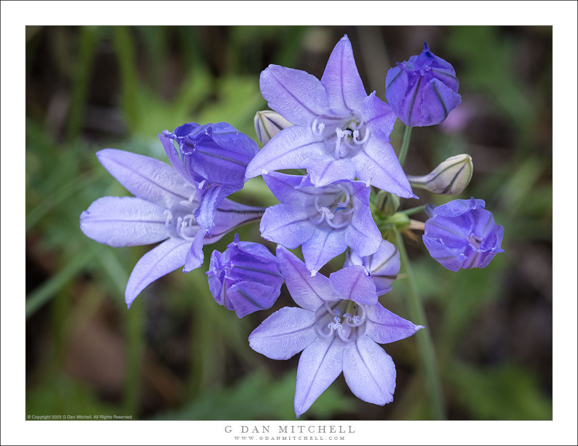 Blue Dicks Flowers