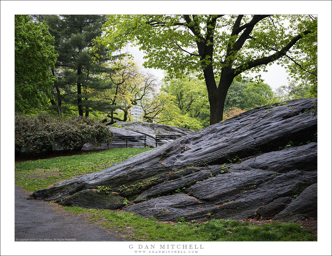 Trees, Rain, and Bedrock