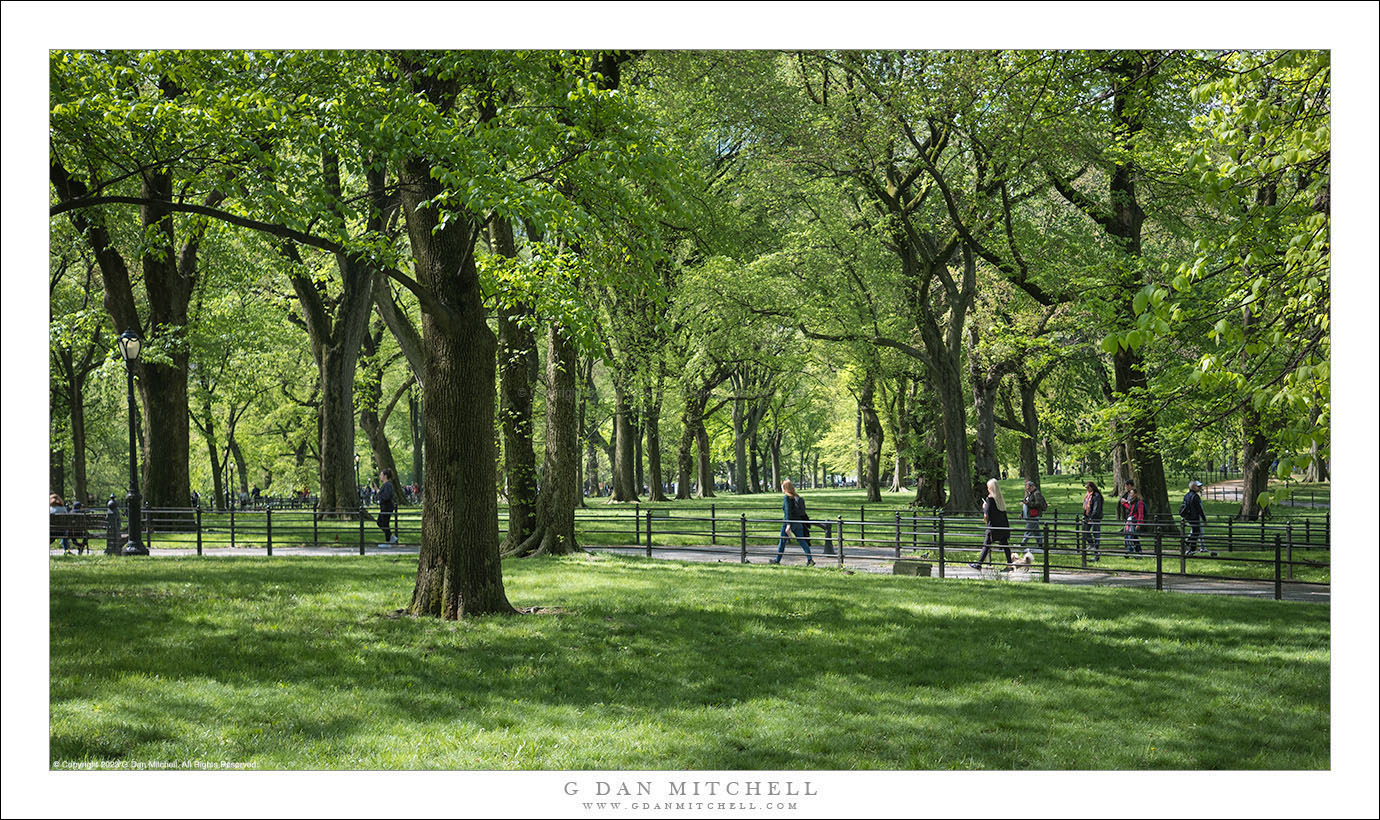 Arbres de printemps, Central Park