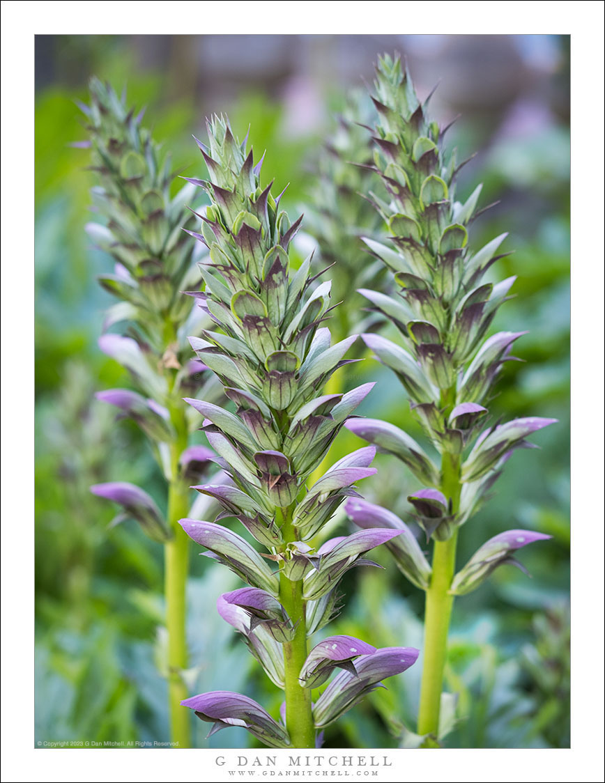 Acanthus