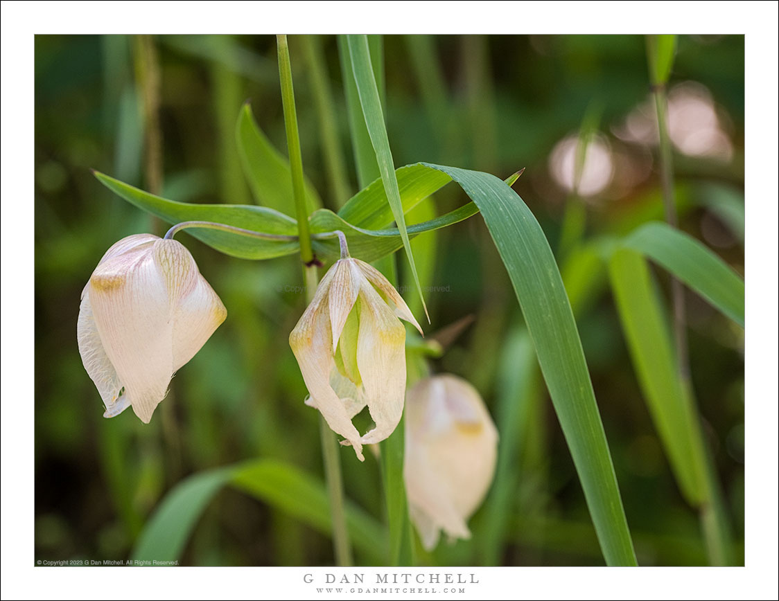 Among the Globe LIlies