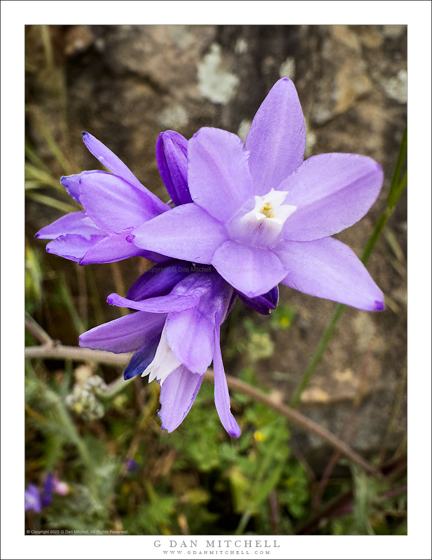 Blue Dicks Flowers