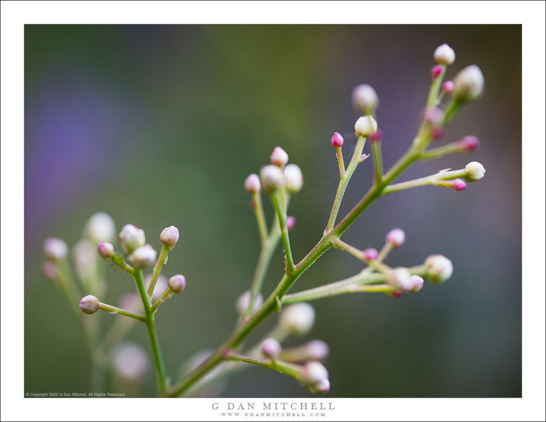 Buds in Soft Light