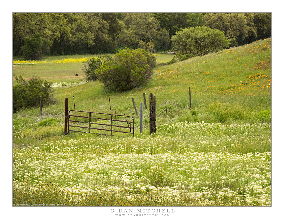 Calero Hills Spring Scene