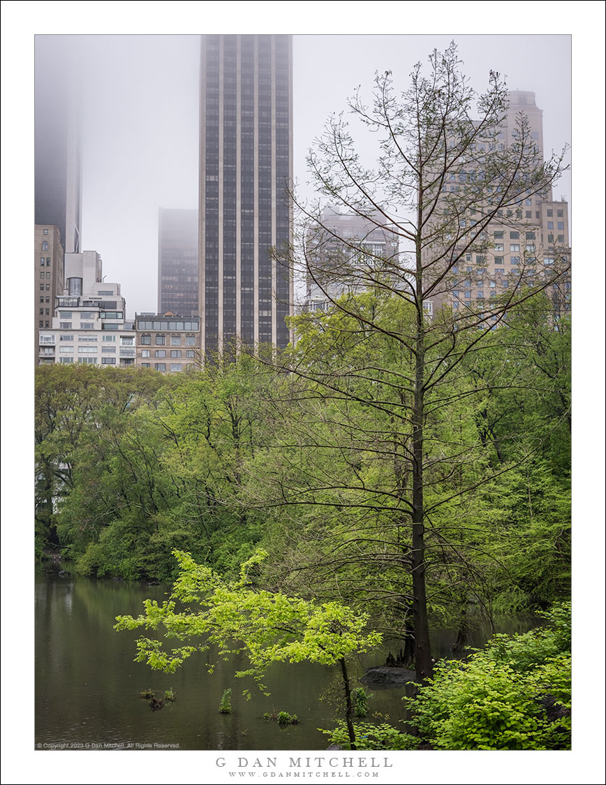 Central Park Rain