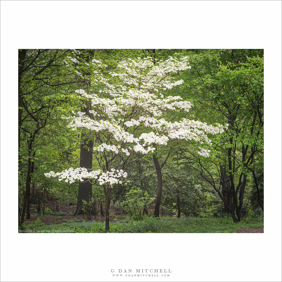 Dogwood Blossoms, Central Park