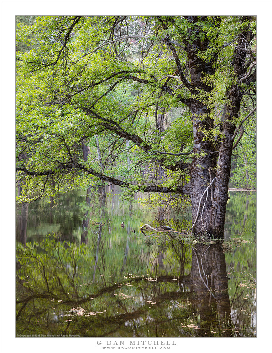 Flooded Forest