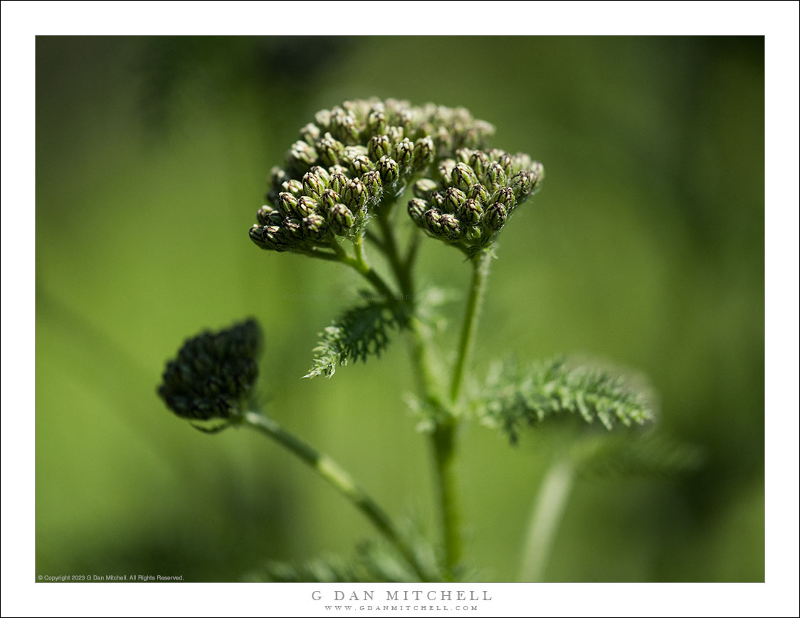 In Forest Shade