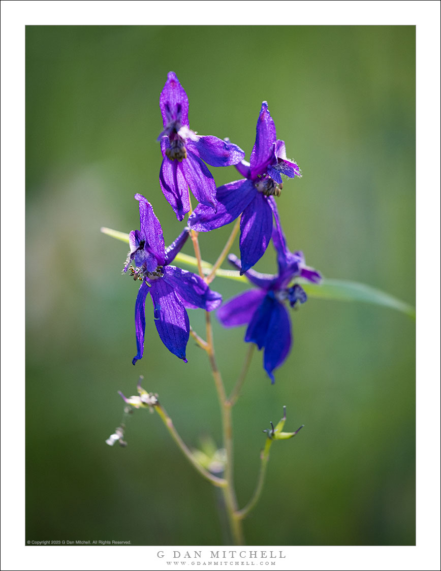 Larkspur Flowers