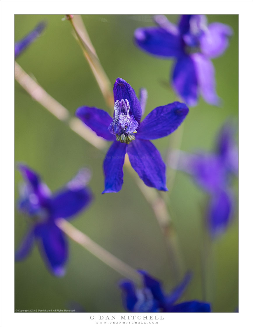 Larkspur