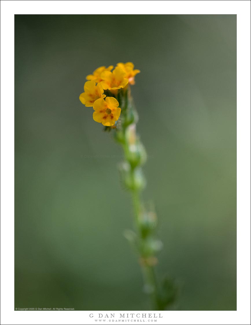 Tiny Flowers