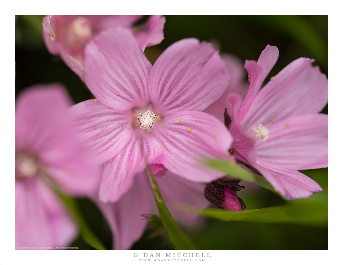 Pink Mallow Bouquet