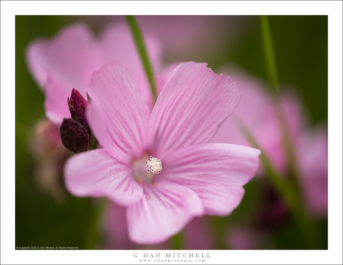 Pink Mallow