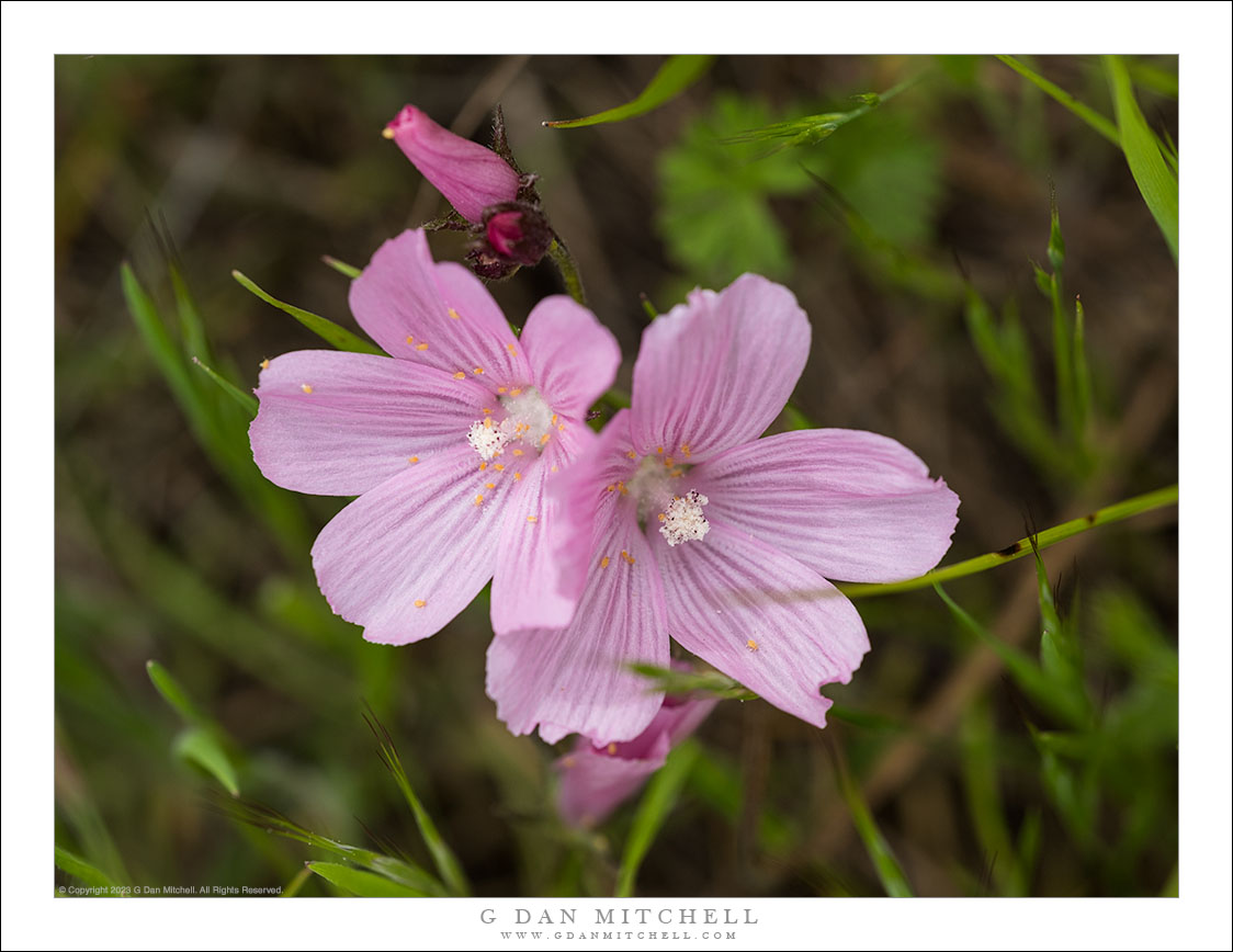 Mallow Flowers