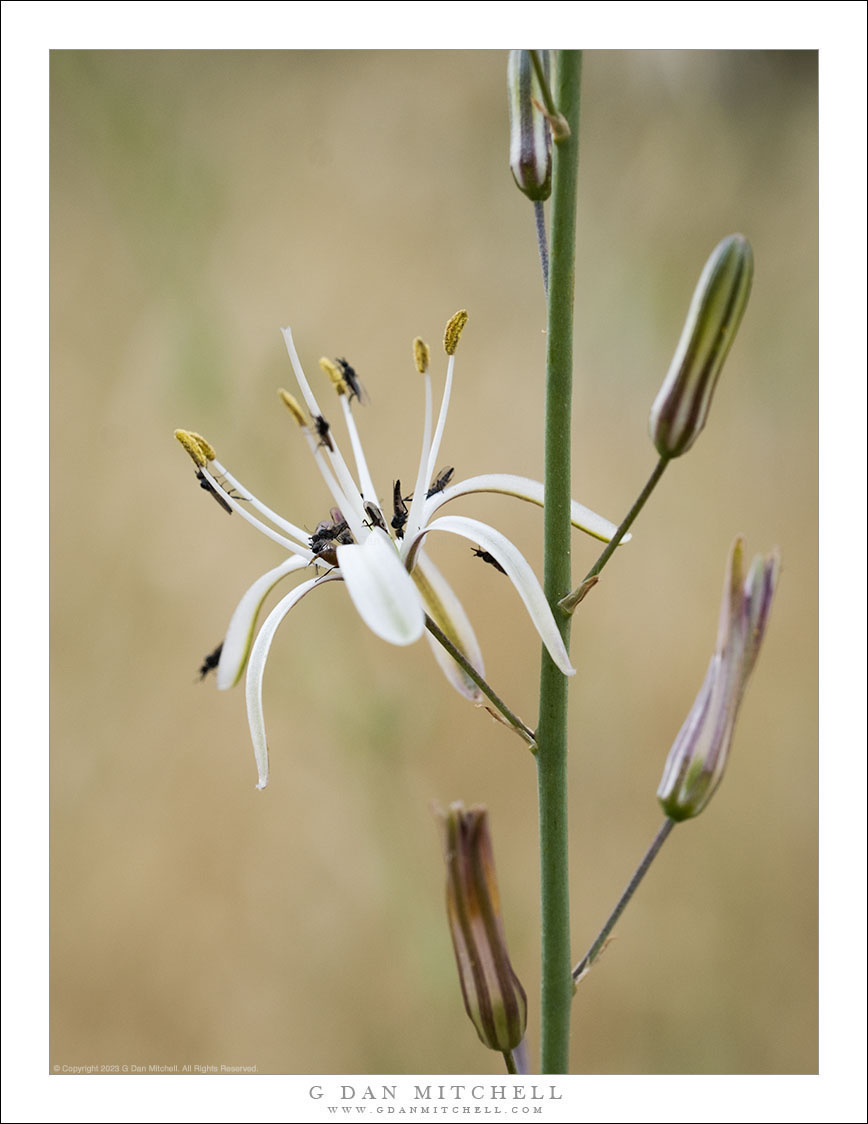 Soap Plant Flower | G Dan Mitchell Photography