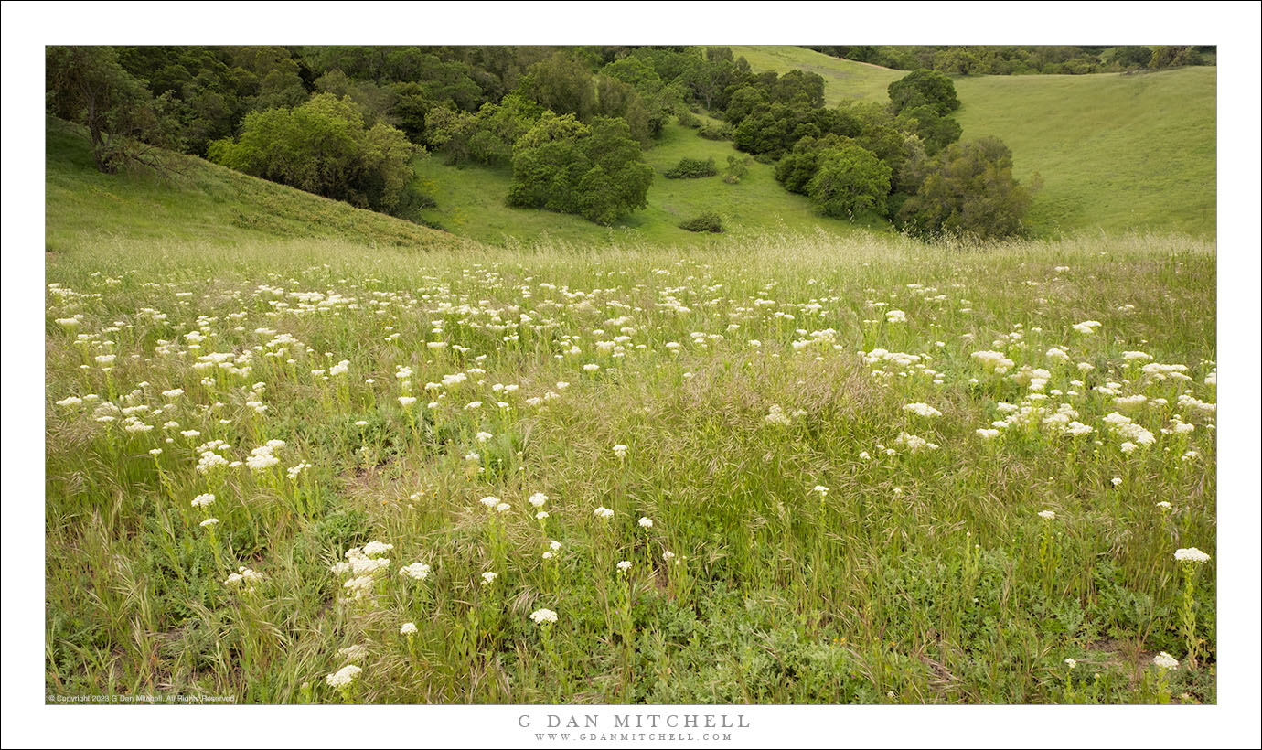 Oak Grassland Spring