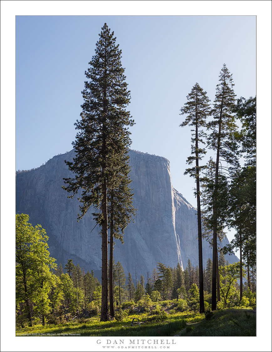 Tall Trees and Monolith, Morning Light