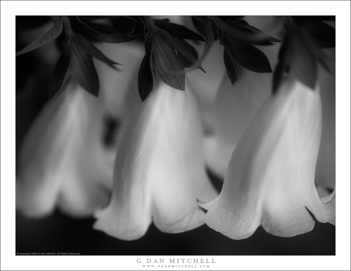 Three Foxglove Flowers