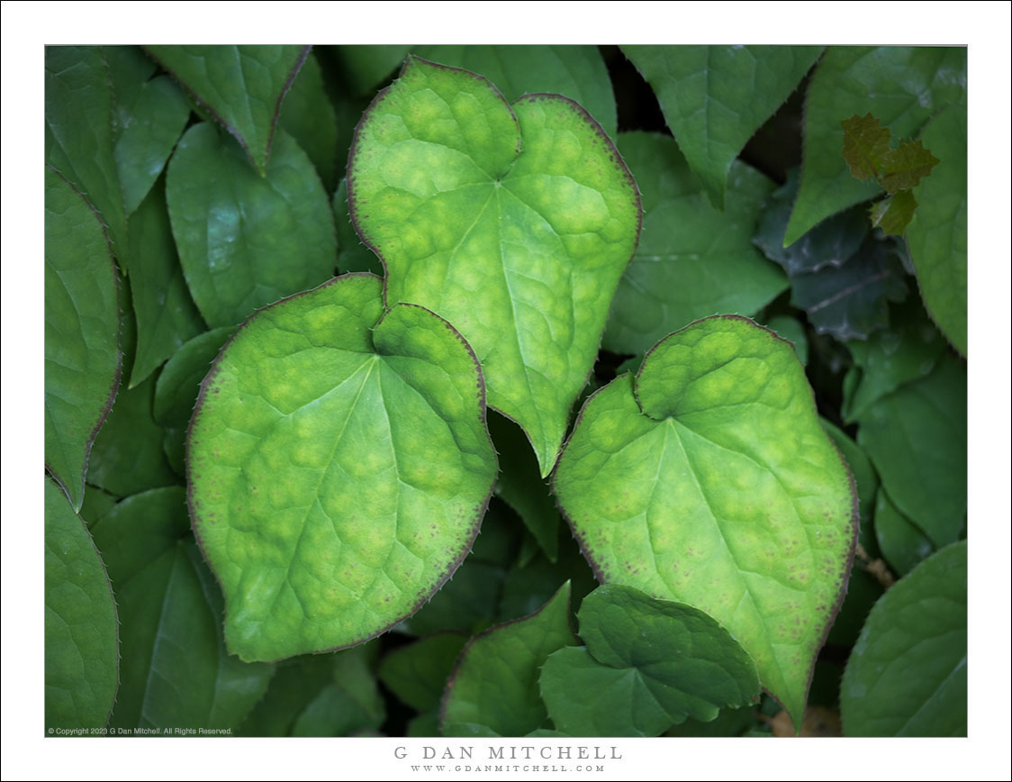 Three Ivy Leaves