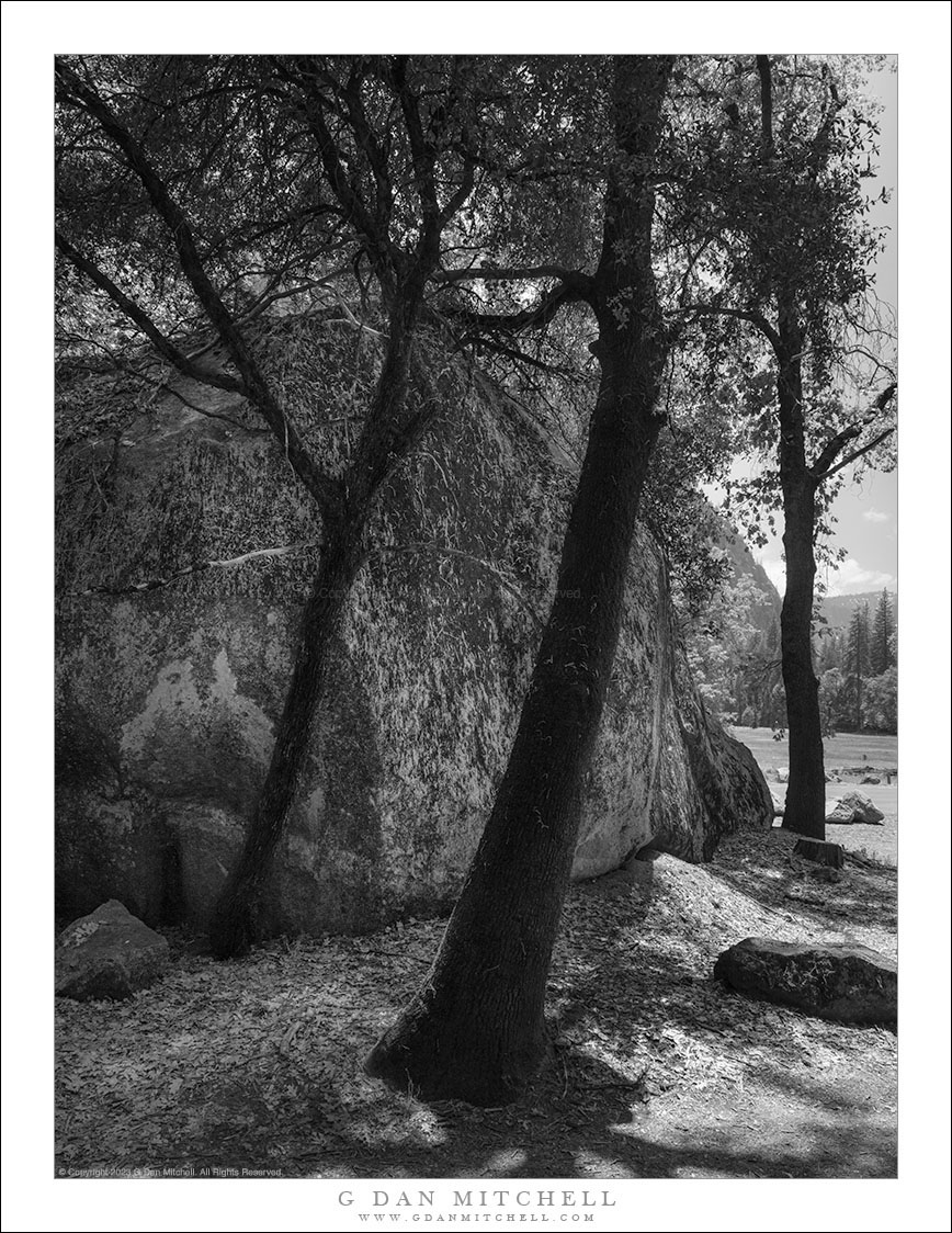 Trees and Boulders