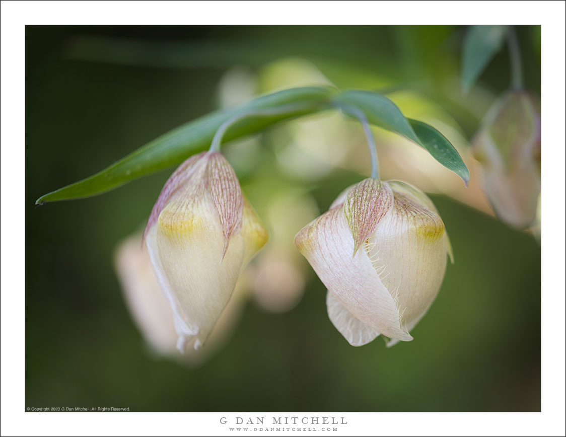 Globe Lilies