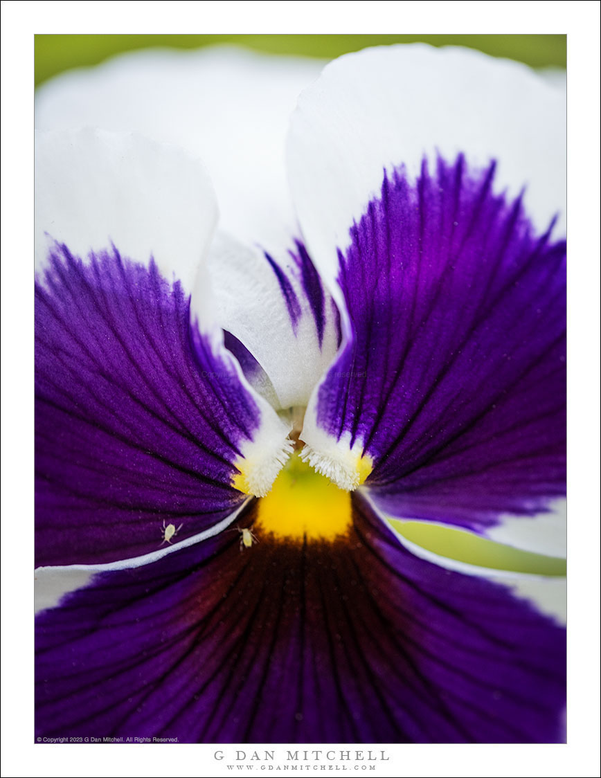 Viola Flower