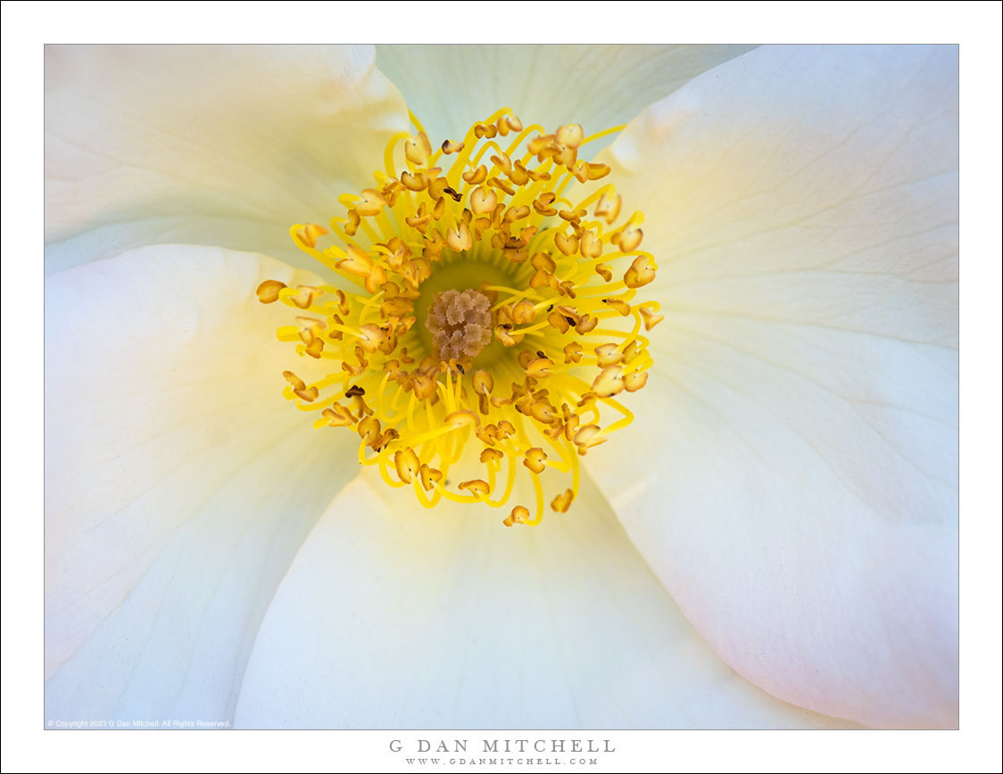 Fleur jaune et blanche