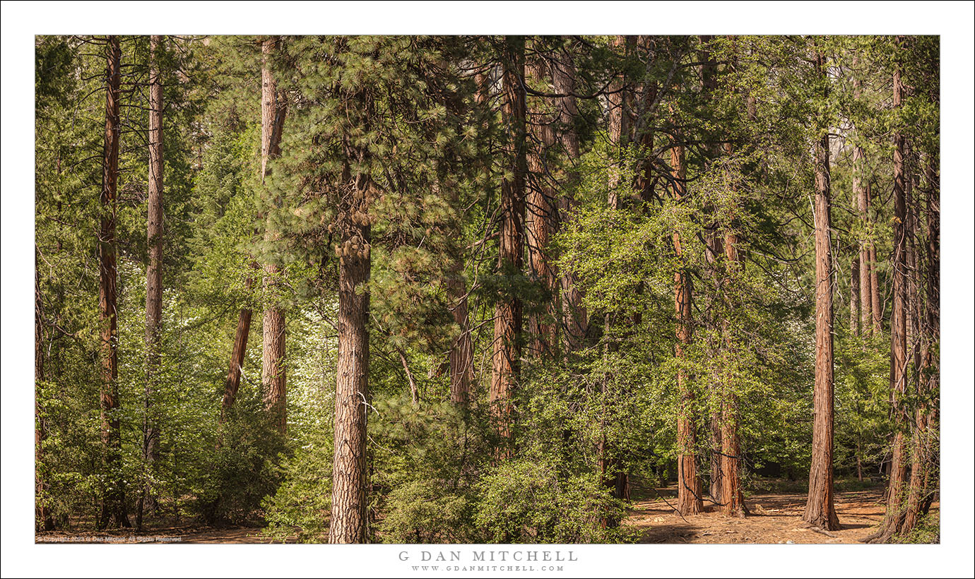 Yosemite Valley Forest G Dan Mitchell Photography 