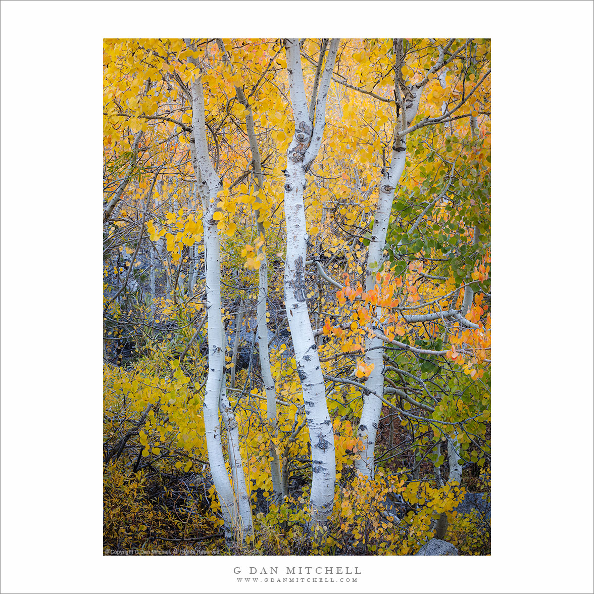 Aspen Quintet