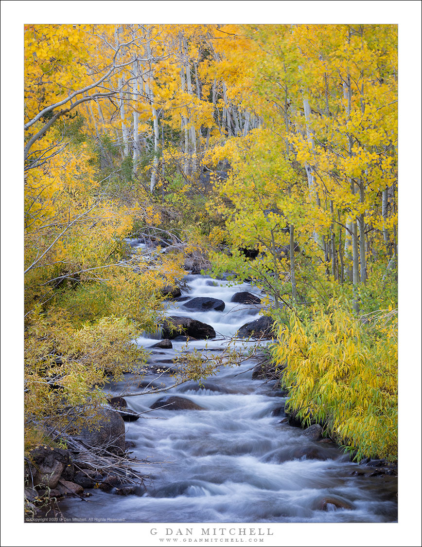 Autumn Leaves, Creek